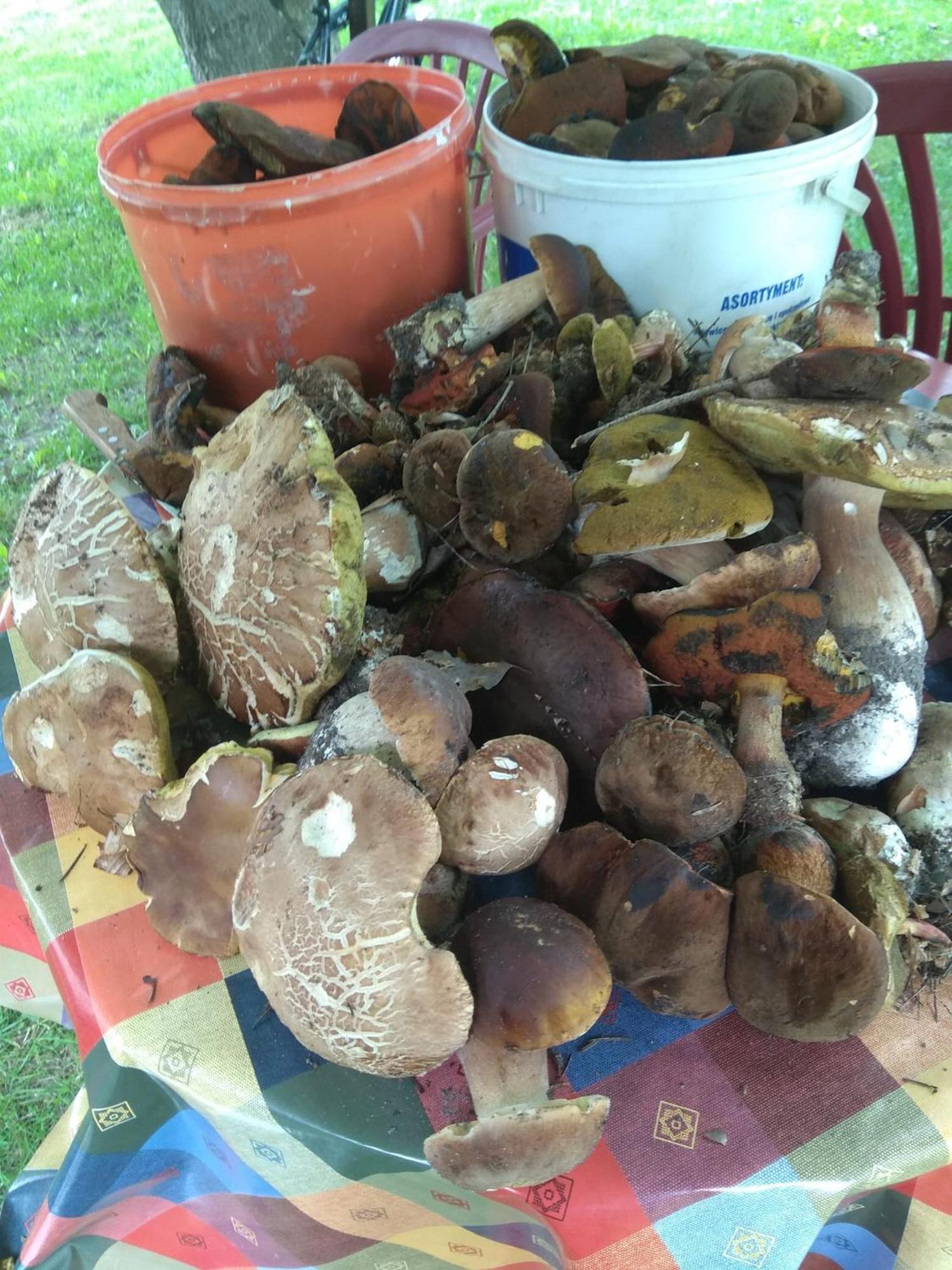 Babia Chata Zawoja Extérieur photo